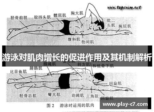 游泳对肌肉增长的促进作用及其机制解析